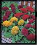 Seminte profesionale Celosia cristata - Creasta cocosului - imagine 48927